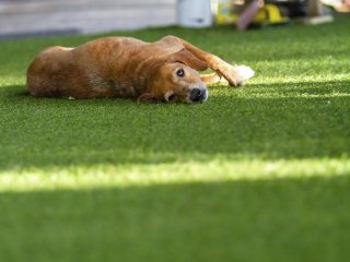 image of a dog laying on artificial grass in the sun