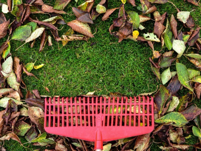 raking leaves off grass using plastic rake