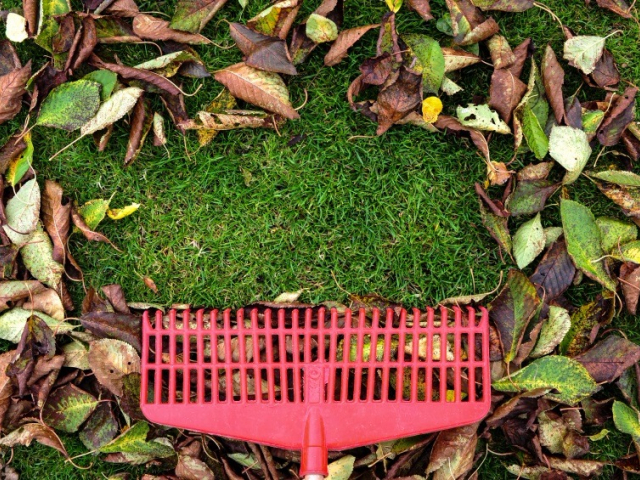 raking leave off grass raking leaves off grass using plastic rake