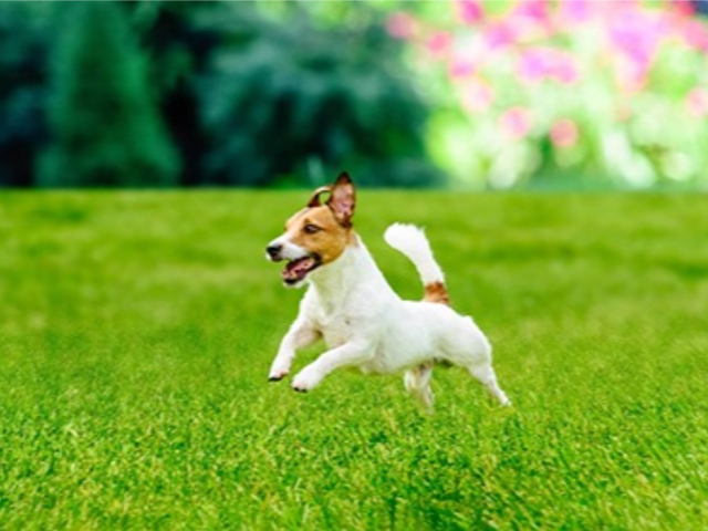 erba sintetica per animali