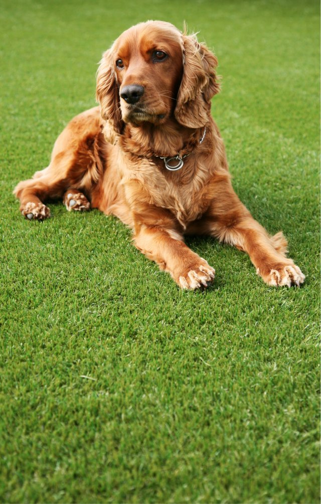 Choosing the Best Artificial Grass for Dogs and Pets