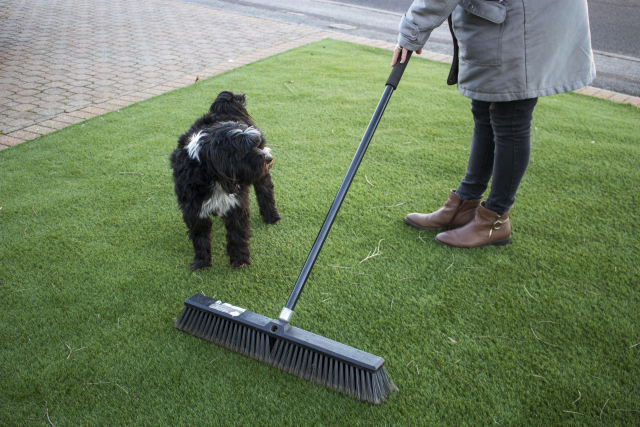 image to show maintenance of artificial grass lady brushes artificial grass with a stiff-bristled broom while dog watches
