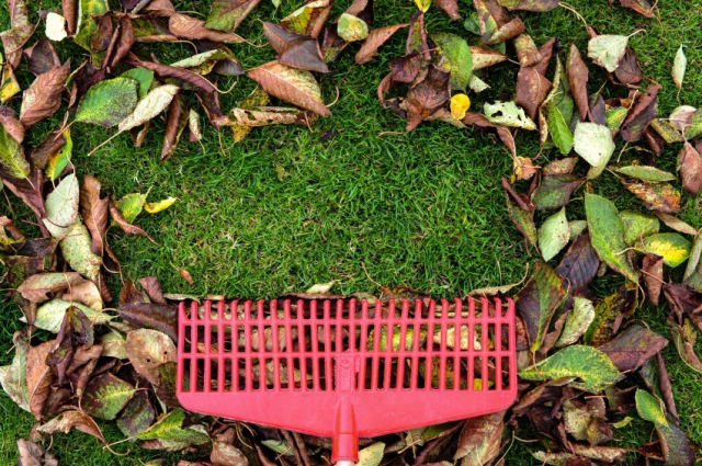raking leave off grass raking leaves off grass using plastic rake